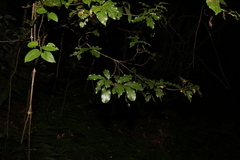 Alectryon subcinereus