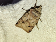 Cerastis faceta