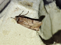 Cerastis faceta