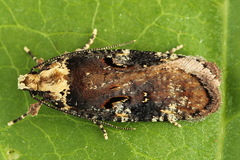 Agonopterix liturosa