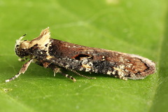 Agonopterix liturosa