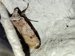 Cerastis faceta