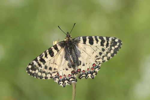 Zerynthia cretica