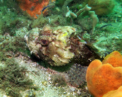 Scorpaena jacksoniensis