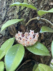Hoya carnosa