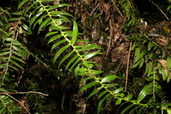 Araucaria bidwillii