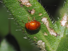 Sphaeroderma testaceum