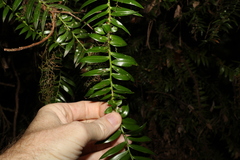 Araucaria bidwillii