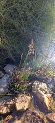 Juncus lomatophyllus