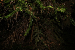 Araucaria bidwillii