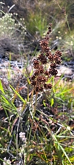 Juncus lomatophyllus