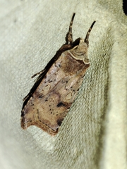 Cerastis faceta
