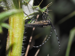Agapanthia subchalybaea