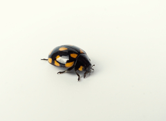 Coccinella leonina