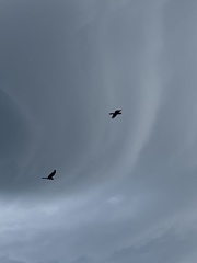 Zanda funerea funerea