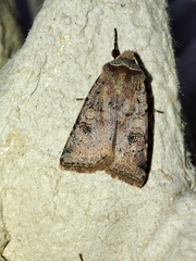 Cerastis faceta