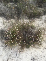 Felicia muricata