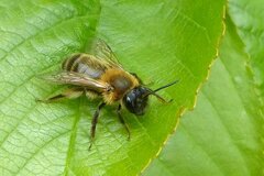 Andrena nigroaenea