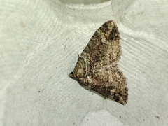 Catarhoe basochesiata