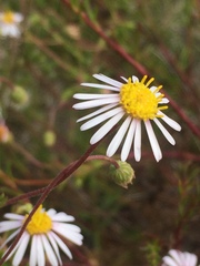 Felicia muricata