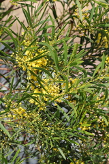 Acacia uncifolia