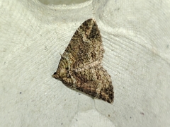 Catarhoe basochesiata