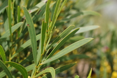 Acacia uncifolia