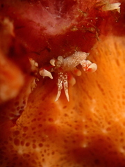 Phyllodesmium poindimiei