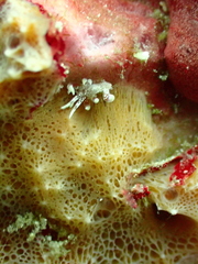 Phyllodesmium poindimiei