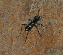 Cicindelinae