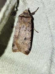 Cerastis faceta
