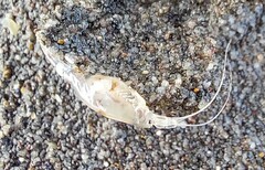 Eumalacostraca
