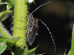 Agapanthia subchalybaea
