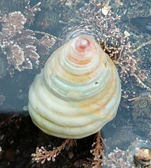 Micrelenchus purpureus