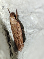 Depressaria daucella