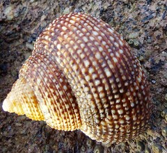 Maurea punctulata