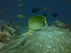Chaetodon punctatofasciatus