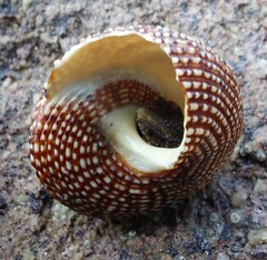 Maurea punctulata