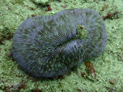 Lobactis scutaria