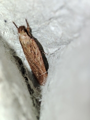Depressaria daucella