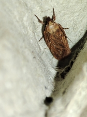Depressaria daucella