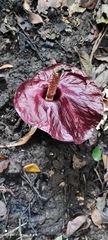 Amorphophallus henryi