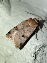 Cerastis faceta