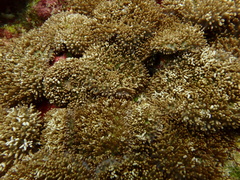 Rhodactis