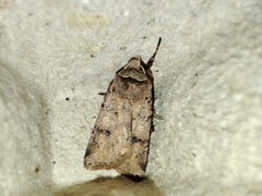 Cerastis faceta