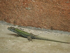 Podarcis muralis nigriventris