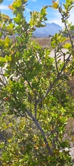 Diospyros glabra