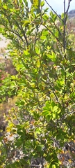 Diospyros glabra