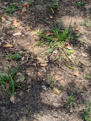 Erythrolamprus poecilogyrus