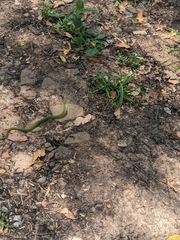 Erythrolamprus poecilogyrus